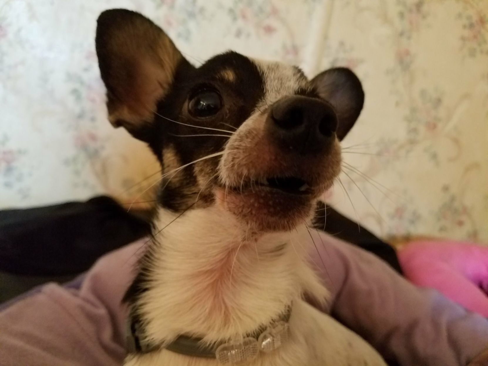 Pic of the Litter: Russell